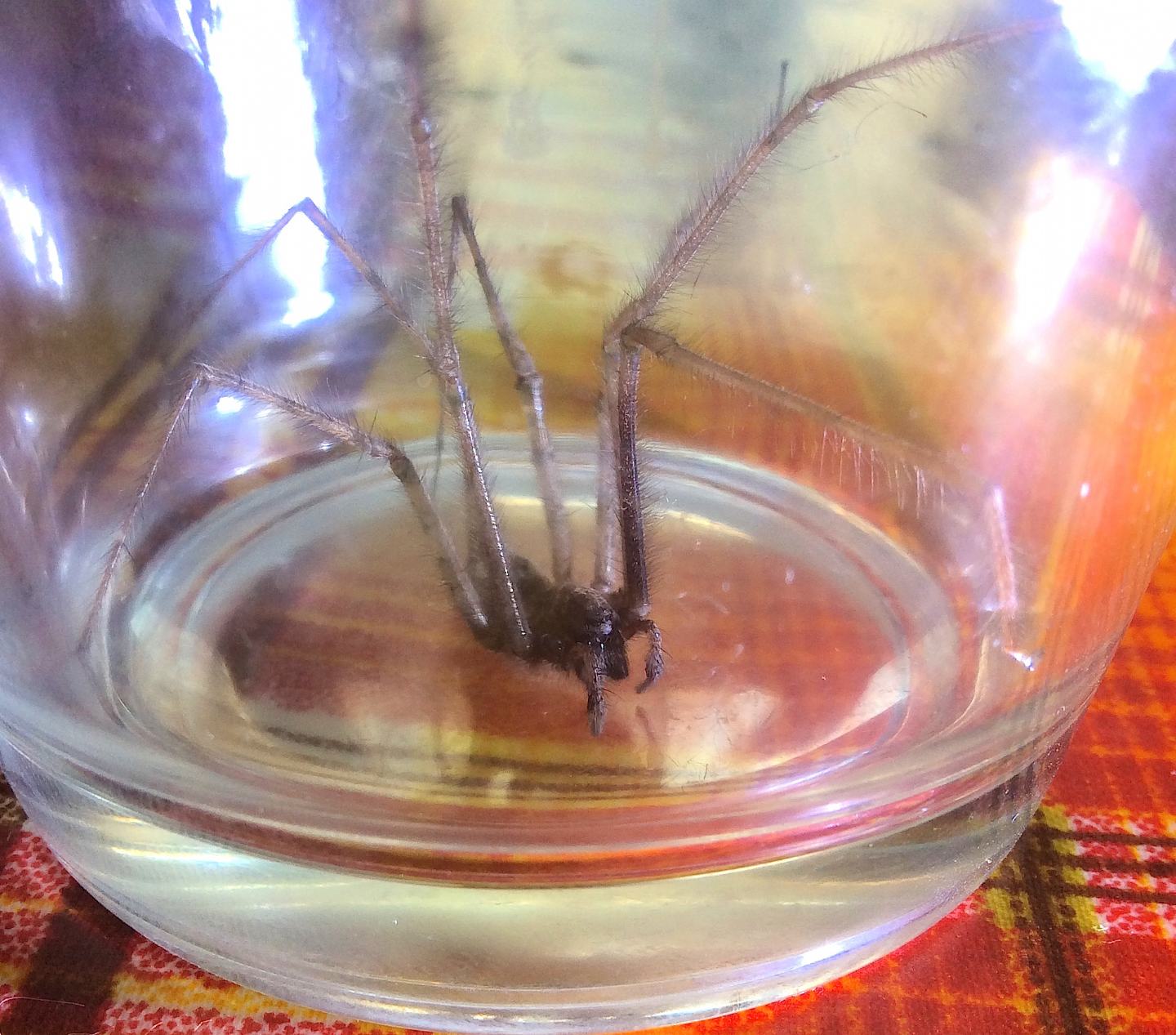 Tegenaria parietina - Bergamo (?)